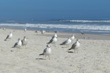 Fototapeta Morze - Seagulls on ocean shore in Atlantic coast of North Florida