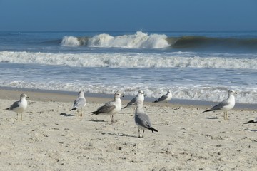 Wall Mural - Seagulls on ocean shore in Atlantic coast of North Florida