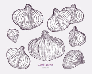 Wall Mural - Red onion collection, hand draw sketch vector.