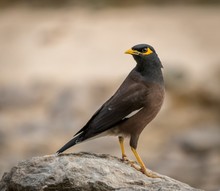Closeup Shot Of A Beautiful Myna Bird Sitting On A Stone With A Blurred Background