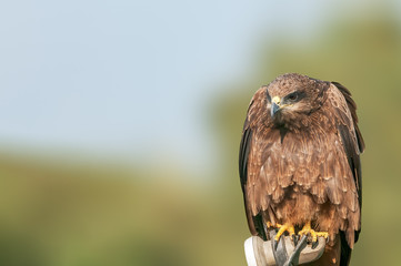 A closeup portrait of a black kite