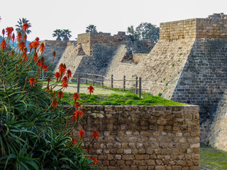 Flowers and Walls