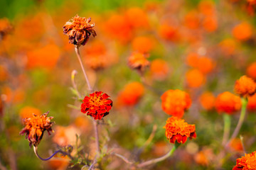 Canvas Print - Marigold flower field in india