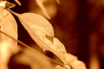 Maple leaves lit by the sun on a summer day. Natural background brown color toned