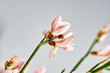 mini orchidee rosa mit grünem stil und weißem grauen hintergrund