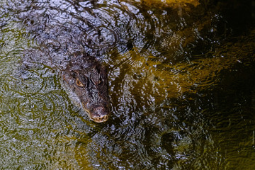 Alligator or crocodile animals eyes closeup