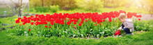 Little Child Walking Near Tulips On The Flower Bed In Beautiful Spring Day
