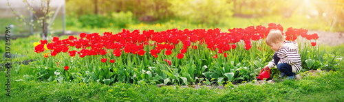 Cuadros en Lienzo Little child walking near tulips on the flower bed in beautiful spring day