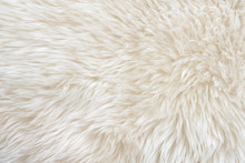 White Real Wool With Beige Top Texture Background. Light Cream Natural Sheep Wool.  Seamless Plush Cotton, Texture Of Fluffy Fur For Designers