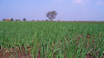 Wall Mural - Green wheat farm in India