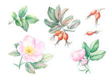 Watercolor Sketch Set Of Wild Rose Hips, Flowers And Leaves Isolated On White Background. Hand Painted Illustration Of Rosehips With Green Leaves. Autumn Cynarrhodium  Berries Botanical Illustration.