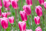 Fototapeta Tulipany - Beautiful Tulips