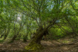 © breng08 - árbol tumbado en el bosque verde