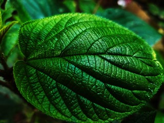 Photo of a beautiful tree leaf.