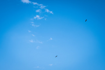 Two birds of prey hover overhead in a blue sky