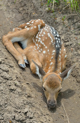 Canvas Print - Young sika deer 7