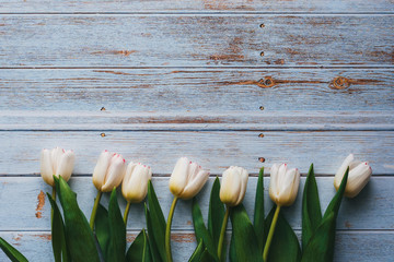 Wall Mural - White tulips on wooden blue background. Flat lay, top view composition with copy space