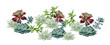 Succulents, echeveria illustration, botanical painting of dudleya and zwartkop. Stone rose. Sempervivum art. Watercolor elements for design.
