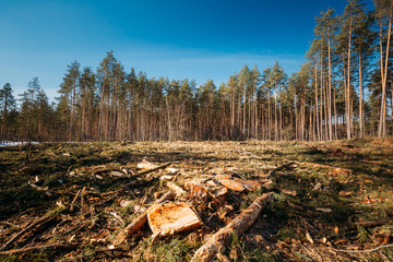 Wall Mural - Fallen Tree Trunks And Stumps In Deforestation Area. Pine Forest Landscape In Sunny Spring Day. Green Forest Deforestation Area Landscape