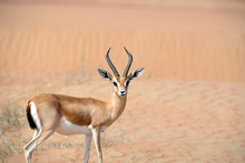 Portrait Of Gazelle