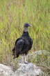 American black vulture sitting on a rock in the Everglades, Florida