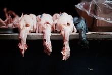 CLOSE-UP OF Dead Chickens
