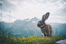 Ausgewachsener Hase Auf Einem Berg In Den Alpen