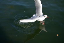 HIGH ANGLE VIEW OF Seagull On Water