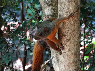 squirrel on tree