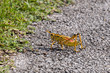 Adult eastern lubber grasshopper in the Everglades National Park, Florida