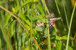 Couple of adult eastern lubber grasshoppers in the Everglades National Park, Florida