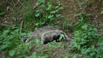 Sticker - European badger, meles meles, eurasian badger, Czech nature