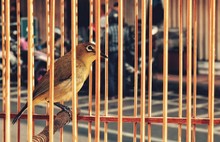 CLOSE-UP OF BIRD PERCHING IN CAGE