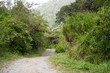 A Trail through the lush green Forest in Boquete, Panama