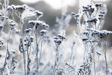Fototapeta Las - Beautiful Frozen Latvian flower field in the early winter morning