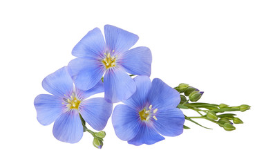 blue flax flowers isolated on white background with clipping path. (linum usitatissimum) common name