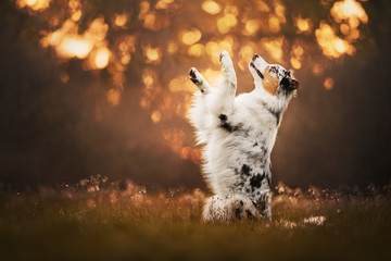 Australian shepherd - in sunset