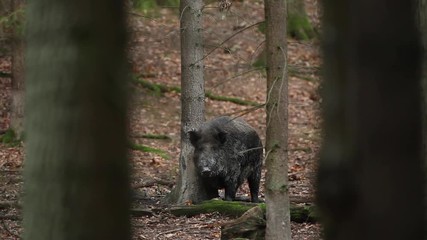 Wall Mural - wild boar, sus scrofa, czech nature