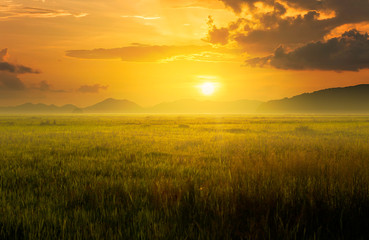 Wall Mural - meadows and mountain at sunrise