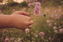 CLOSE-UP OF HAND Picking FLOWERS