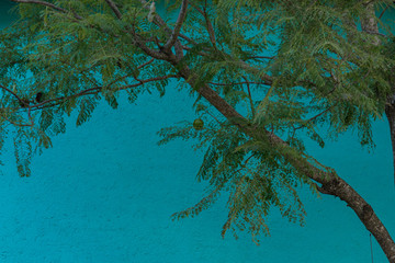tree branch with feathery leaves against a blue wall oaxaca mexico