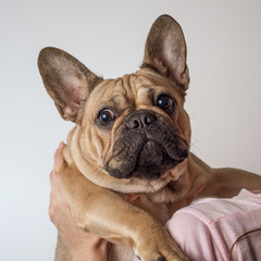  french bulldog sits on the owner’s hands