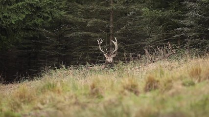 Wall Mural - red deer, cervus elaphus, czech nature