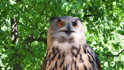 Close up of a big owl in autumn. Turning head and than shake it's head and flaps its wings. Slow motion
