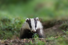 CLOSE-UP OF BADGER ON GRASS