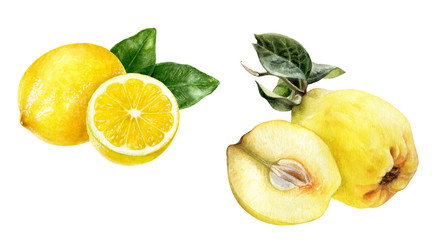 Wall Mural - Quince lemon set watercolor isolated on white background.
