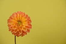 Bright Orange And Yellow Dahlia Left Of Center On Yellow Background
