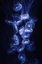Close-Up Of Jellyfish Swimming Against Black Background