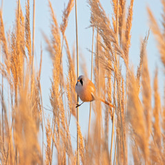 Wall Mural - Male Bearded Reedling (Panurus biarmicus) in a typical ecosystem. Beautiful nature scene with Bearded Parrotbill Panurus biarmicus. Wildlife shot of Bearded Parrotbill Panurus biarmicus on the grass.