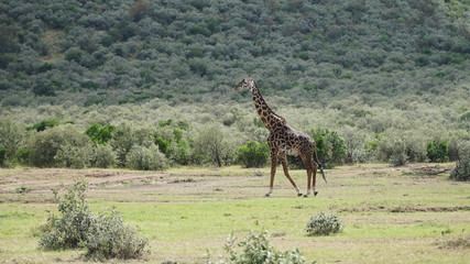 Wall Mural - Free Giraffe In Kenya, Africa